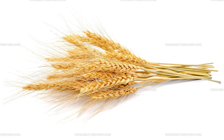 What Does Barley Taste Like? A Nutty, Earthy Grain Explained