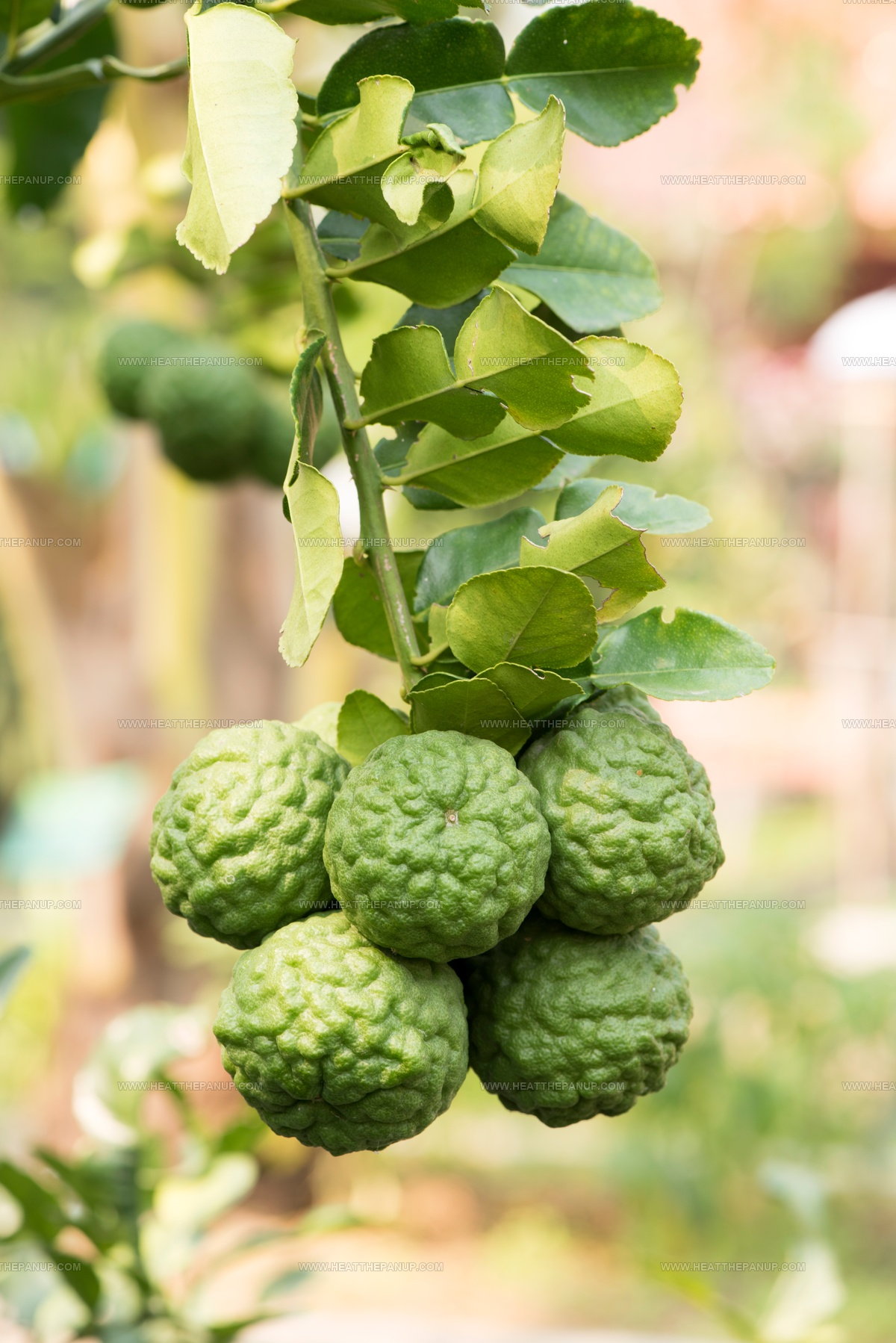3 Makrut Lime Leaf Replacements That Add Citrus Zest