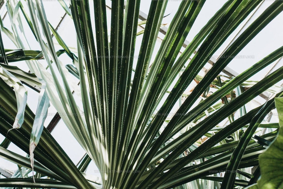 What Does Pandan Taste Like? A Sweet Journey Into Nature's Candy